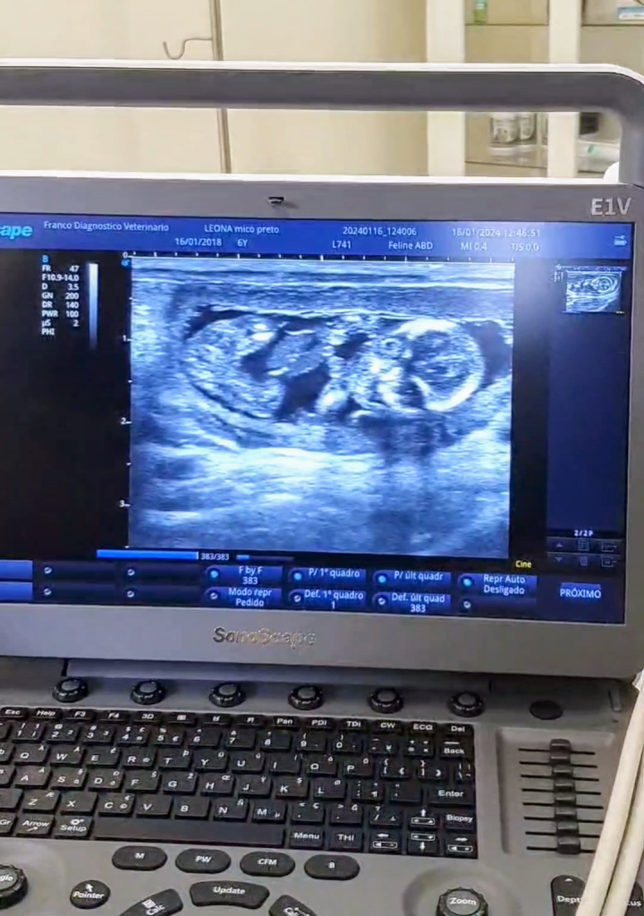 Imagem de ultrassom de mico leão preto