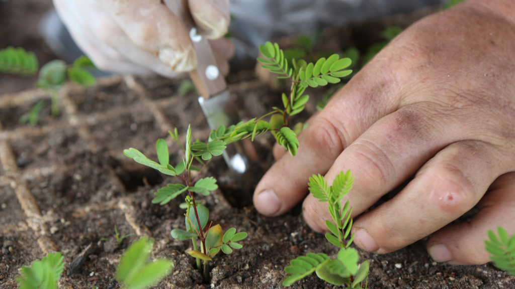 plantas, mudas, plantação, agricultura
