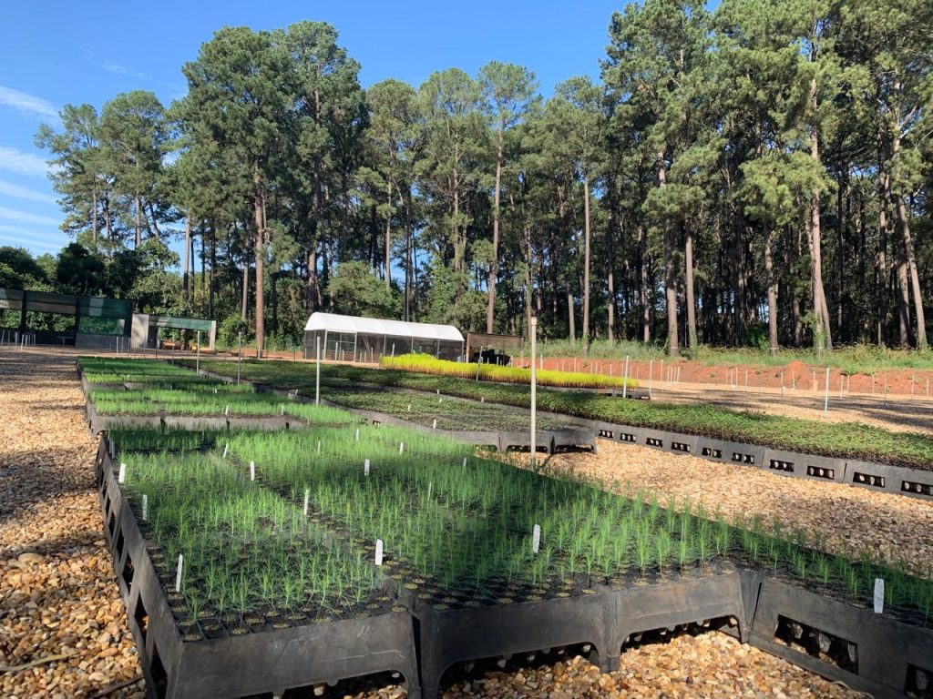 Viveiro florestal de Pederneiras (SP) deve produzir 1 milhão de mudas por ano