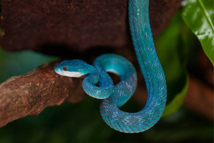 Trimeresurus insularis a cobra azul