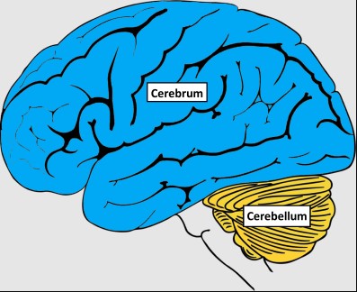 Ilustração de um cérebro