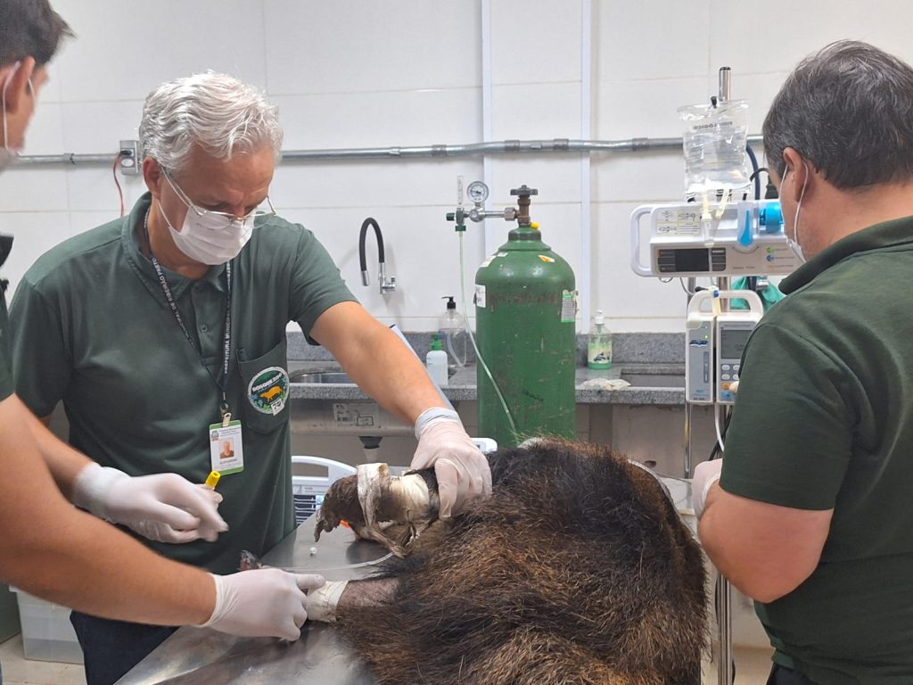 resgate animais incêndios