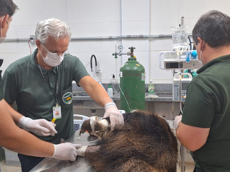 resgate animais incêndios