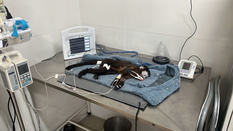 Resgate animais incêndios