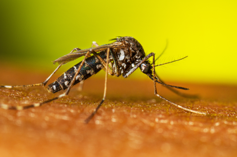 Mosquito Aedes, Larvas