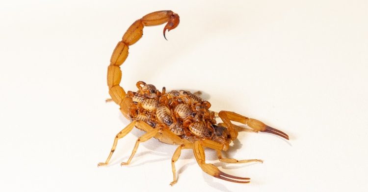 Filhotes de escorpião nas costas da mãe
