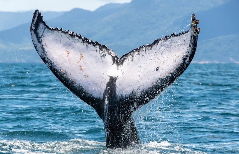 O avistamento de baleias deve movimentar R$ 138 milhões na temporada de inverno, de acordo com o CIET. Foto: Projeto baleia à Vista/ Julio Cardoso
