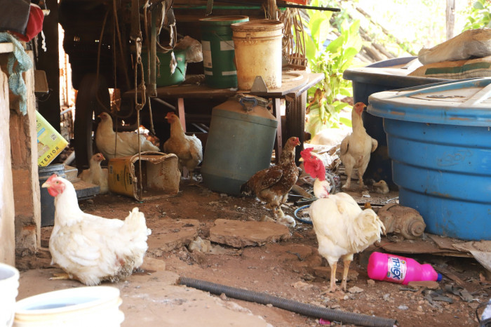 Influenza Aviária: Defesa Agropecuária realiza ações sanitárias diante do primeiro caso em criação de subsistência