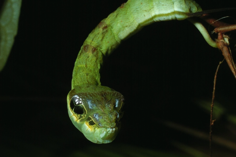 lagartas que se disfarçam de serpentes