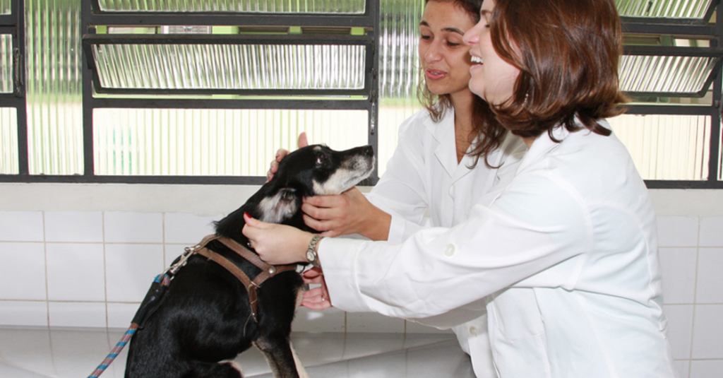 O Pro Pet SP amplia a oferta de serviços voltados à saúde animal. Foto: Divulgação/Governo de SP